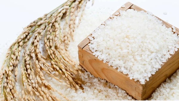 Sữa dưỡng gạo Rice Ceramide Moisturizing Emulsion The Face Shop là sữa dưỡng với chiết xuất từ gạo